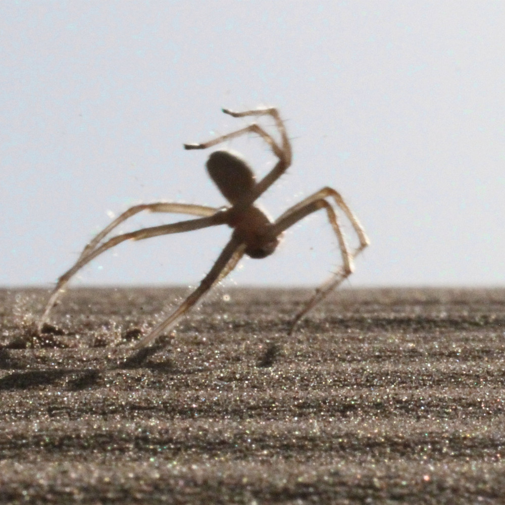 Где обитают пауки, способные передвигаться наподобие выполняющих сальто акробатов?