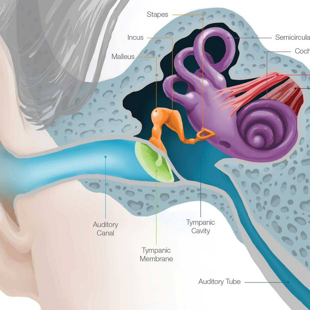 Какую функцию помимо слуха выполняют уши?