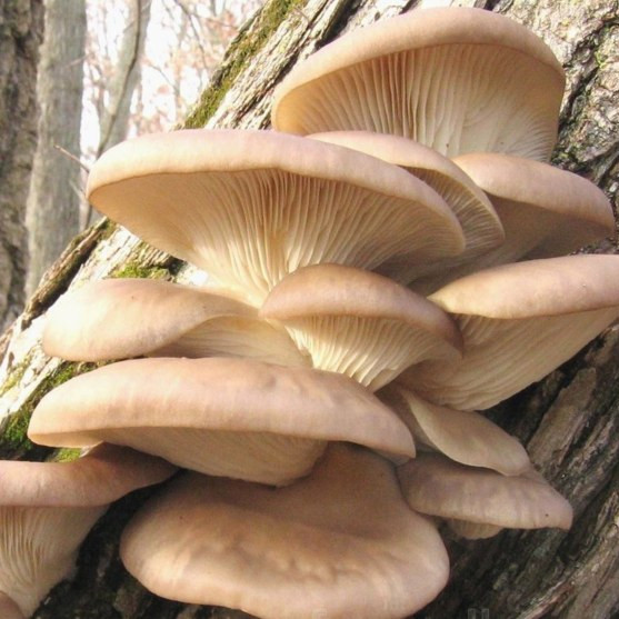 Каким образом грибы могут менять погоду в местах своего произрастания?