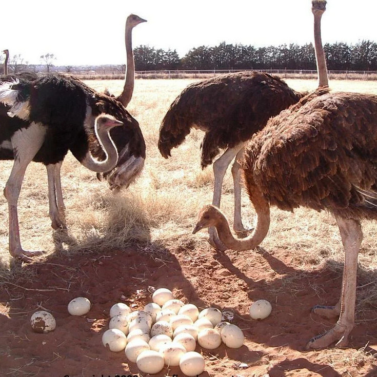 Почему страусы иногда насиживают яйца избирательно?