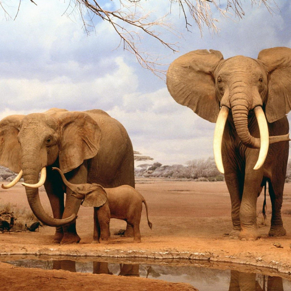 На сколько видов делятся современные слоны?