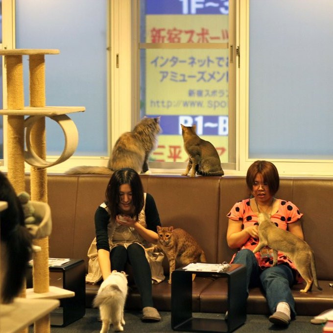 Что можно делать в кошачьих кафе?