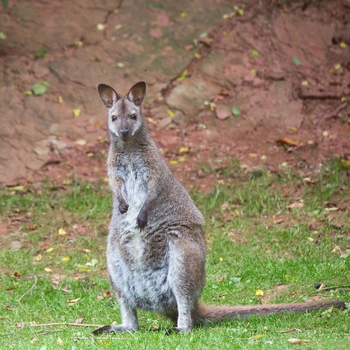 Где, помимо Австралии, можно встретить кенгуру в диких условиях?