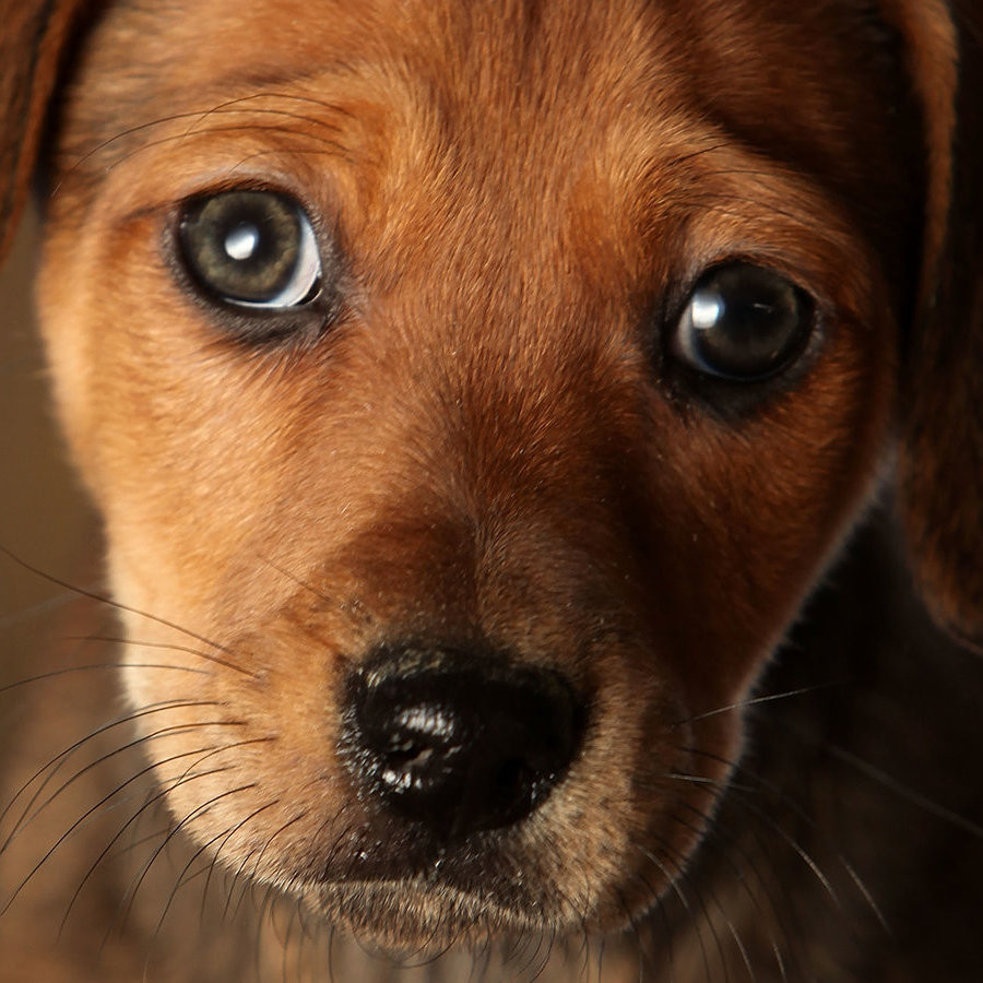 Какой гормон усиленно вырабатывает организм человека при взгляде в глаза собаки?