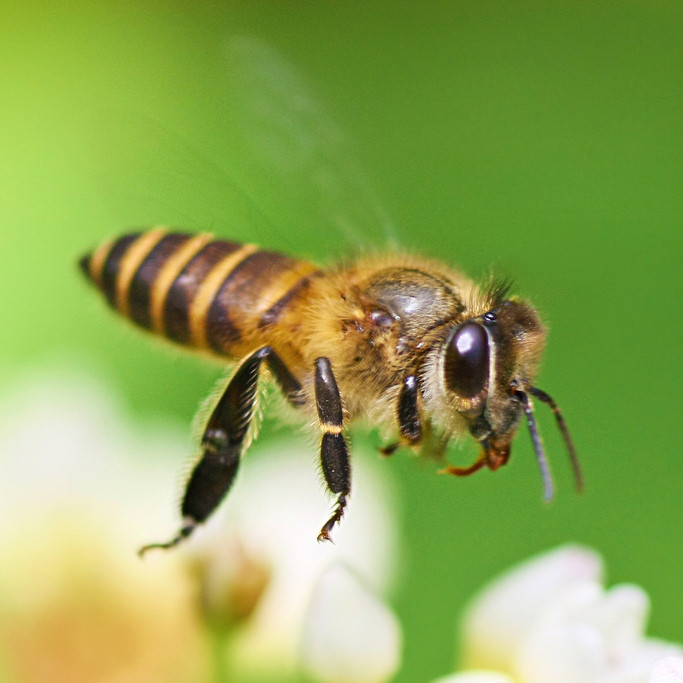 Каких насекомых можно натренировать искать запрещённые вещества по запаху?