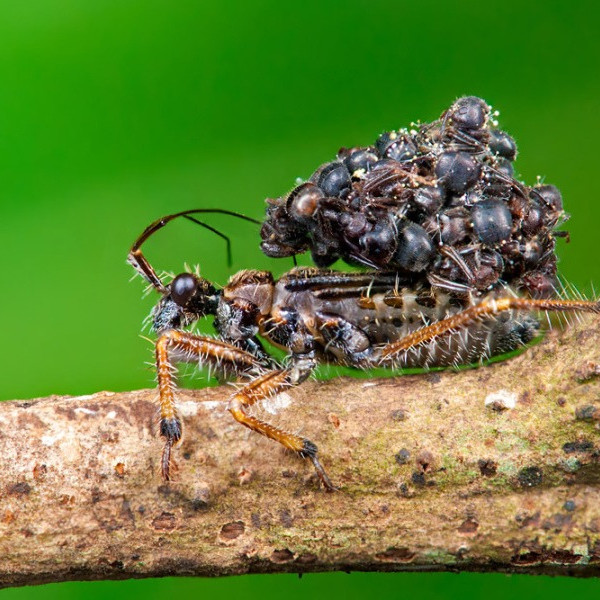 Зачем клопы Acanthaspis petax таскают на своей спине множество трупов муравьёв?