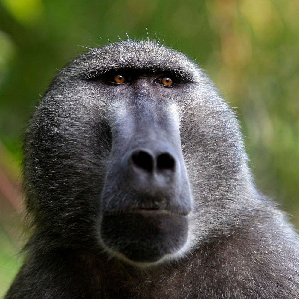Каких обезьян французский учёный назвал по фамилии своих кредиторов?