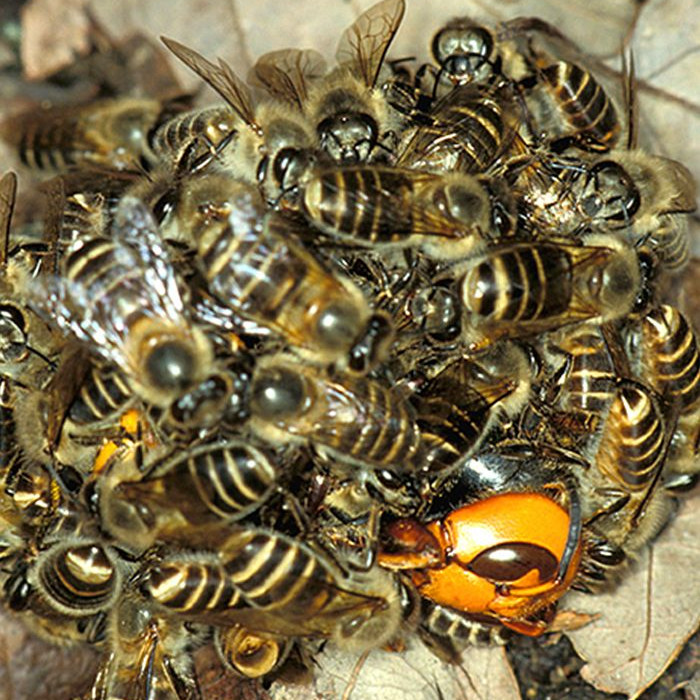 Где живут пчёлы, которые способны убивать шершней путём перегрева?