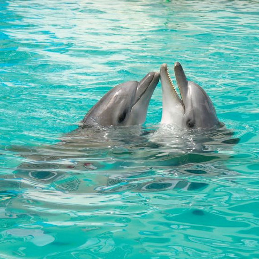 Дельфин насилует женщину смотреть бесплатно ▶️ Наиболее подходящие порно-видео