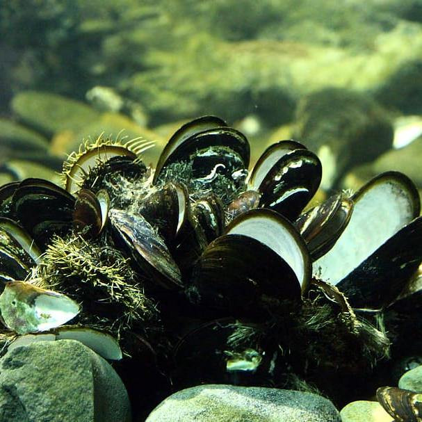Какие моллюски могут менять свой пол несколько раз в течение жизни?