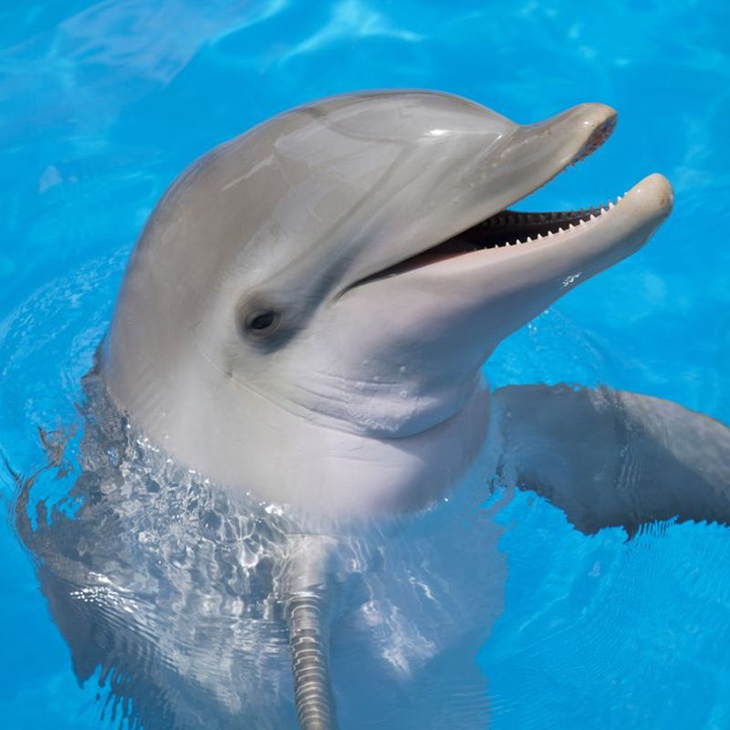 Дельфин трахает женщину, смешное видео зоо