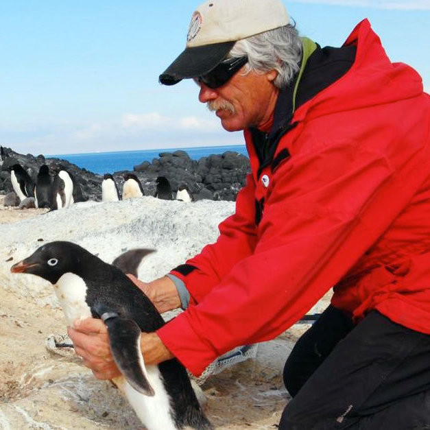 Существует ли профессия переворачивателя пингвинов?