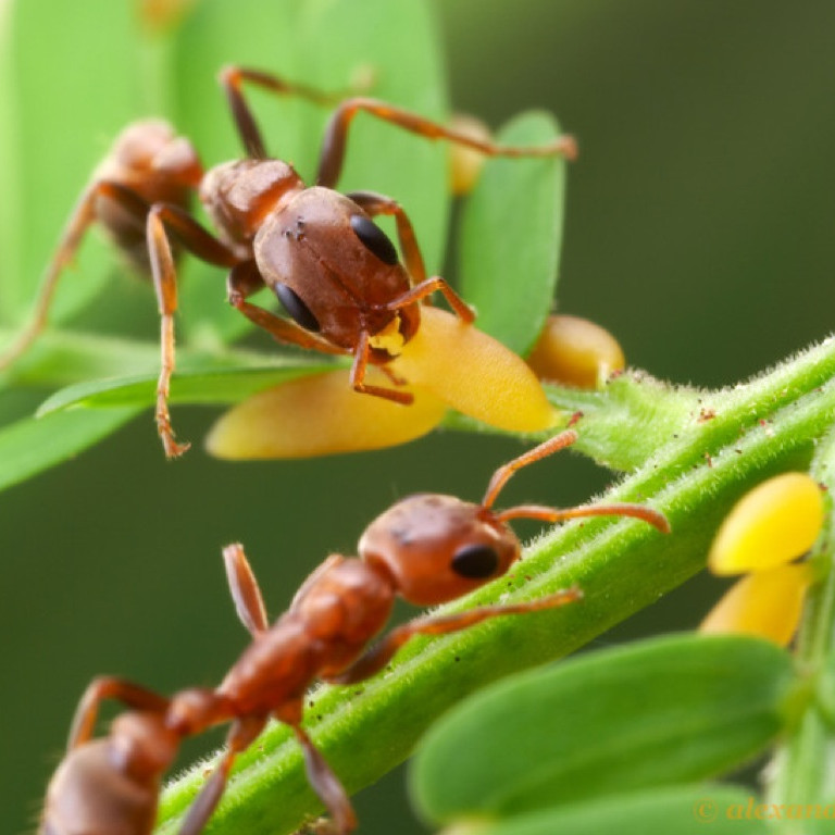С какими растениями муравьи образуют симбиоз?