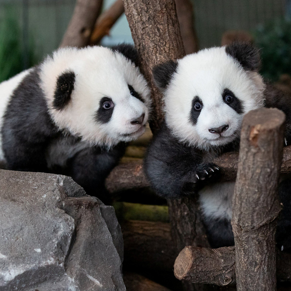 Зачем рабочие зоопарка вручную меняют маленьких панд для кормления у матери?