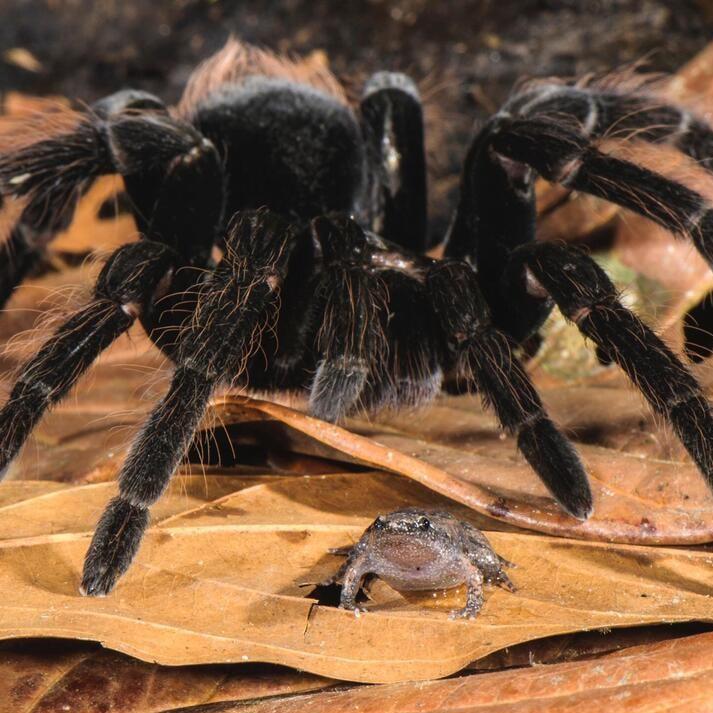 Какие животные часто находятся в симбиозе с пауками-птицеедами?