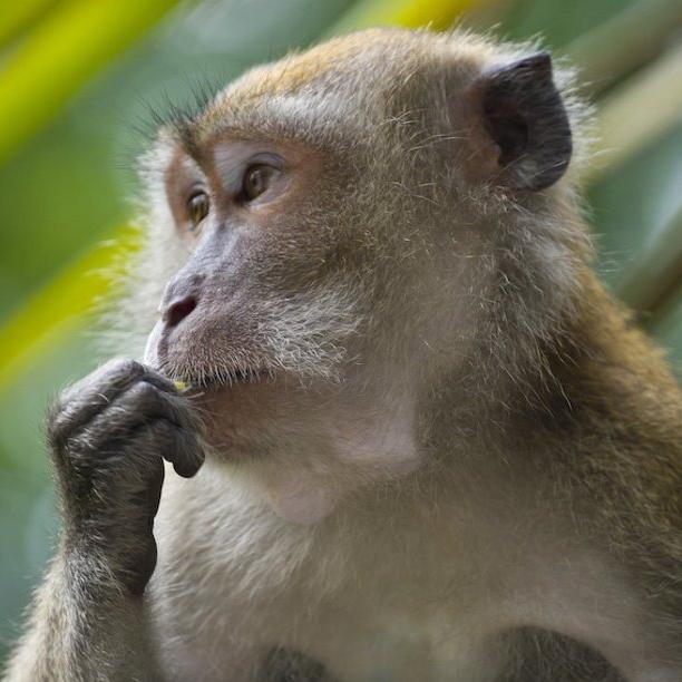 Подходит ли голосовой аппарат обезьян для возникновения речи?