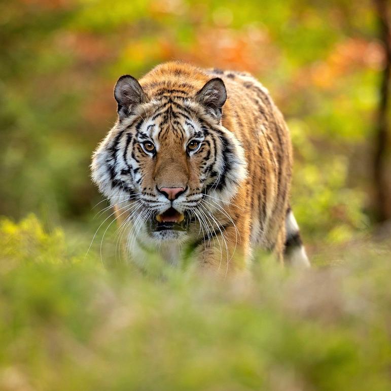 Почему яркий окрас не мешает тиграм успешно охотиться?