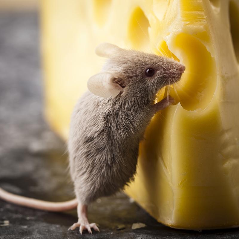 Испытывают ли мыши особое влечение к сыру?