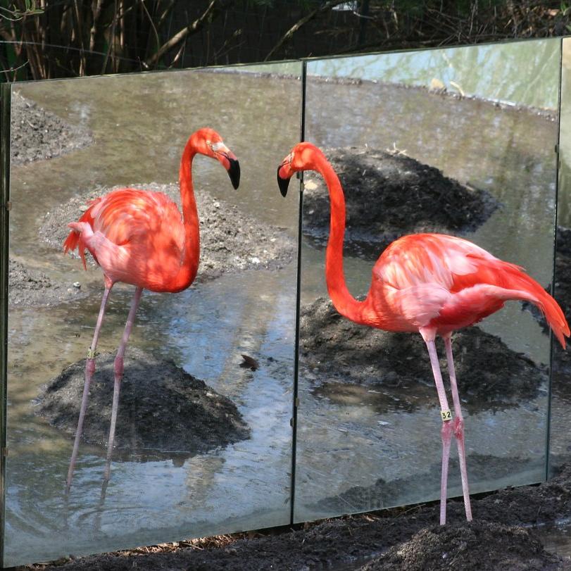 Зачем в некоторых зоопарках в вольерах для фламинго устанавливают множество зеркал?