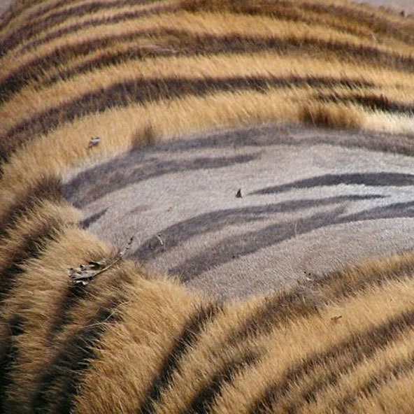 Как выглядит кожа тигра?