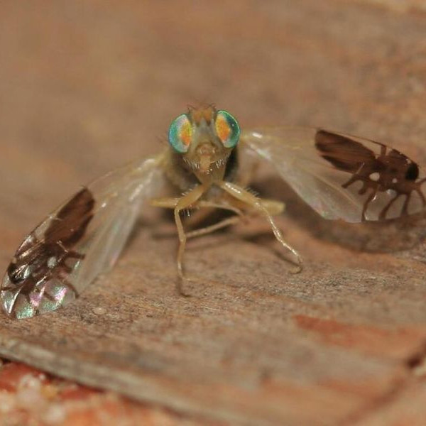 Зачем мухам Goniurellia tridens нужен узор на крыльях в виде жучков?