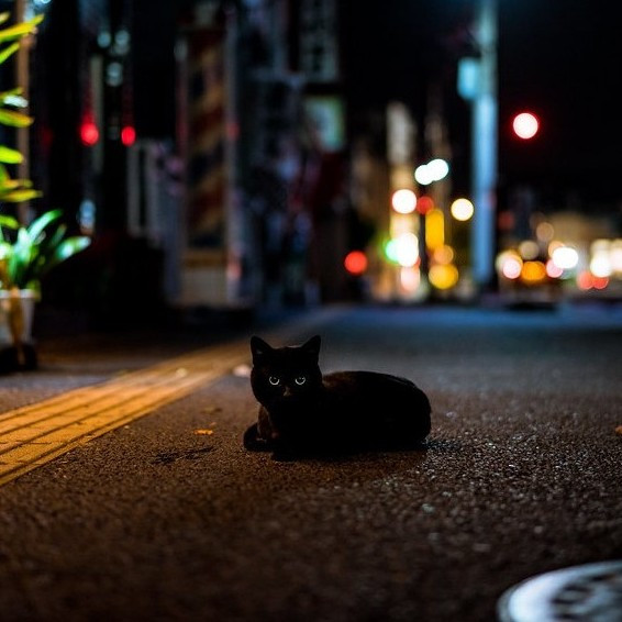 В какой стране чёрная кошка, перебежавшая дорогу, приносит удачу?