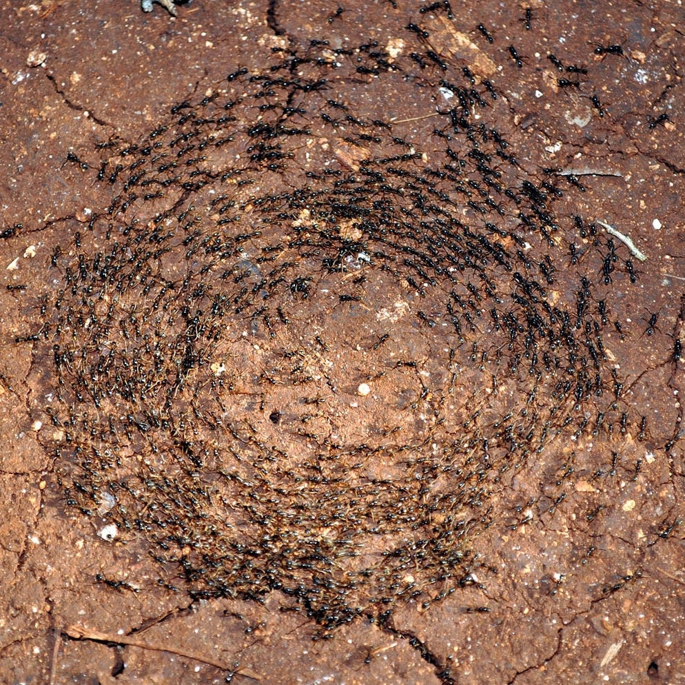 Зачем муравьи иногда бегают по кругу до изнеможения?