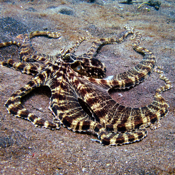 Каких морских животных способен имитировать осьминог вида Thaumoctopus mimicus?