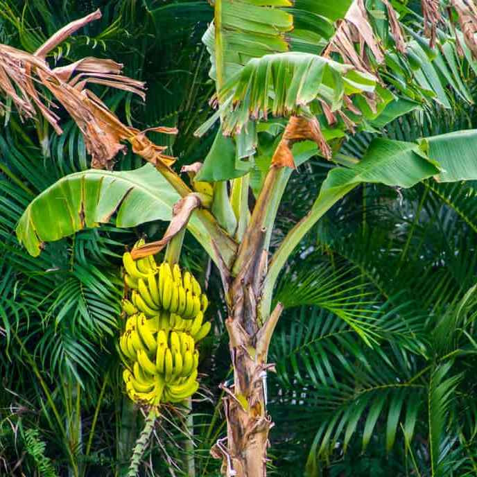 Почему бананы не растут на пальмах?