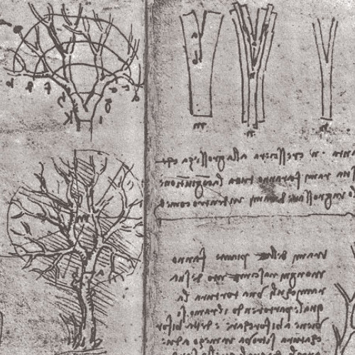 Какому правилу, выведенному Леонардо, подчиняются ствол и ветви деревьев?