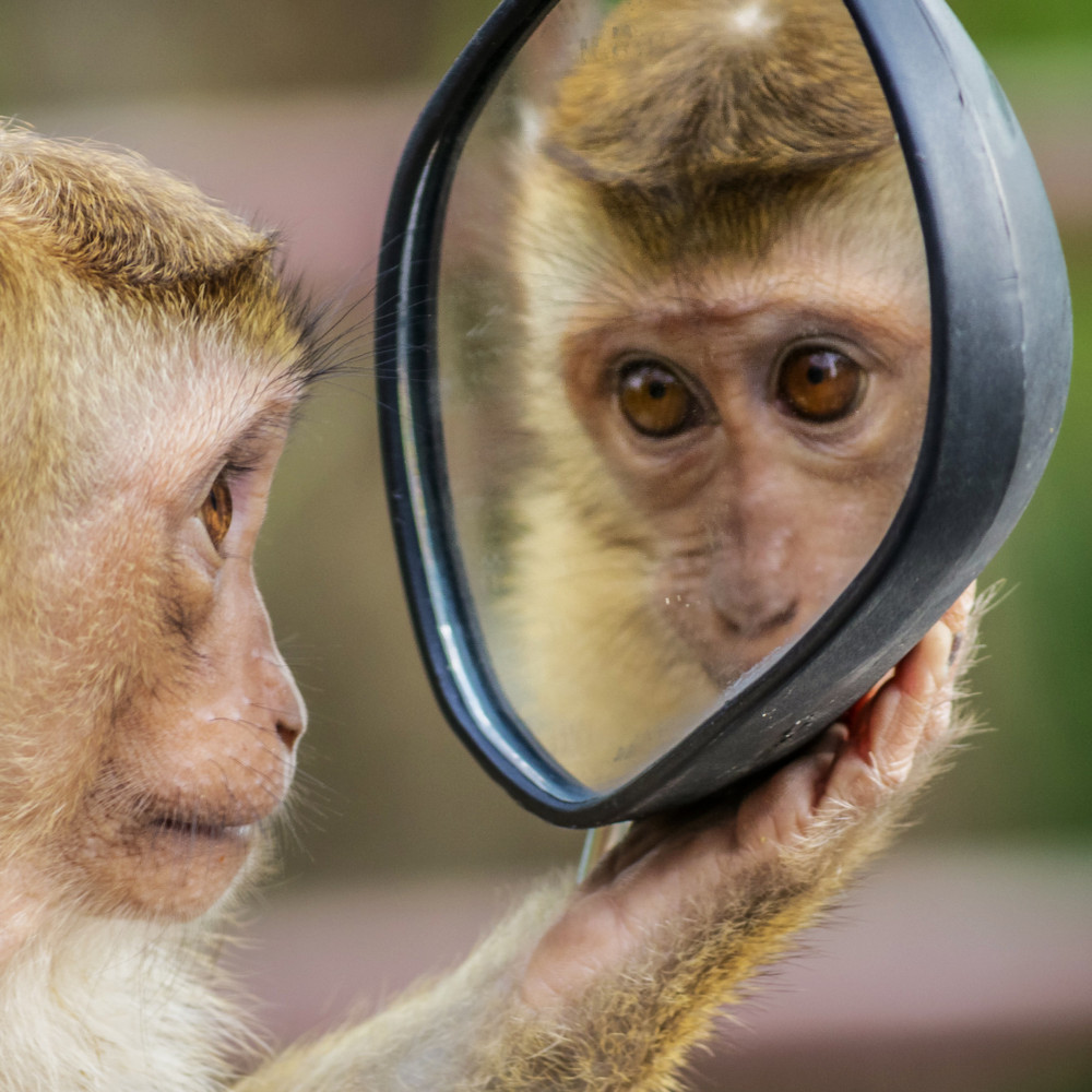 Какие животные способны узнавать себя в зеркале?