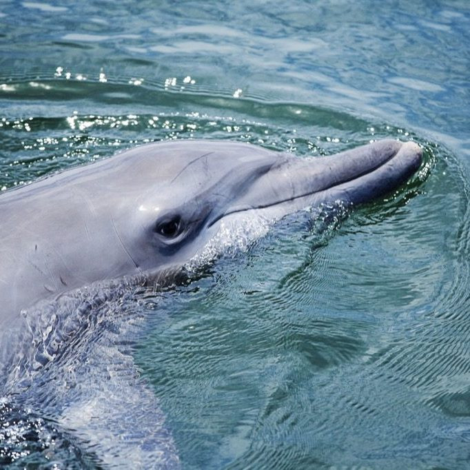 Какое агрессивное поведение, не связанное с охотничьим инстинктом, известно у дельфинов?
