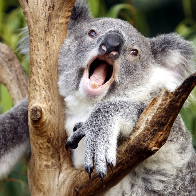 Почему коалы способны издавать очень громкие и низкие звуки?