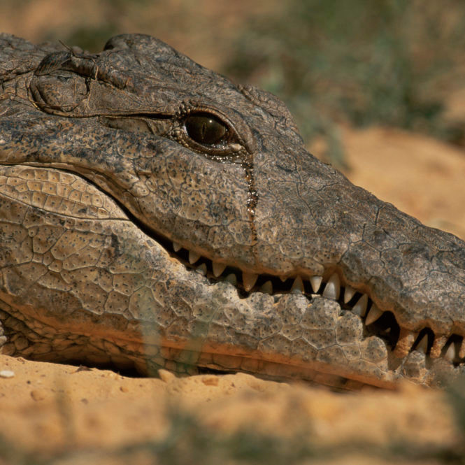 Почему крокодилы, поедая мясо, плачут?