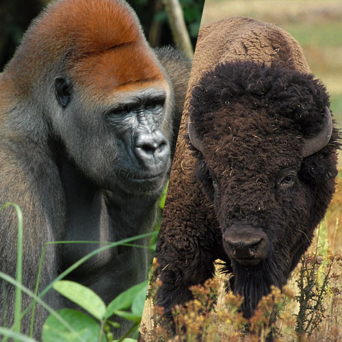 Почему некоторые гориллы носят научное имя gorilla gorilla gorilla?
