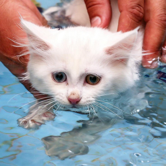 Какие кошки любят плавать и не боятся воды?