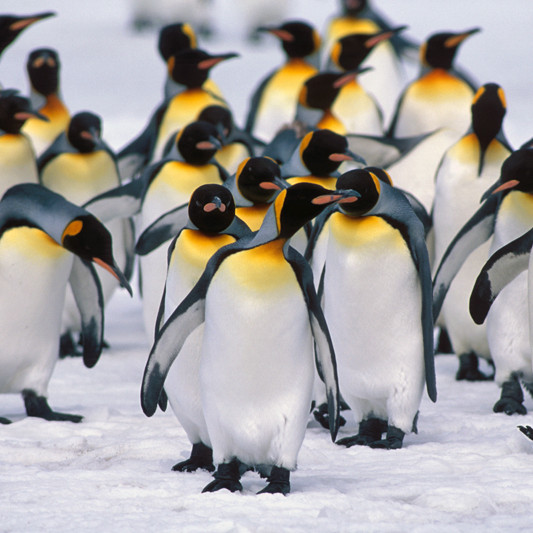 Каким образом императорские пингвины кооперируются, чтобы согреться?