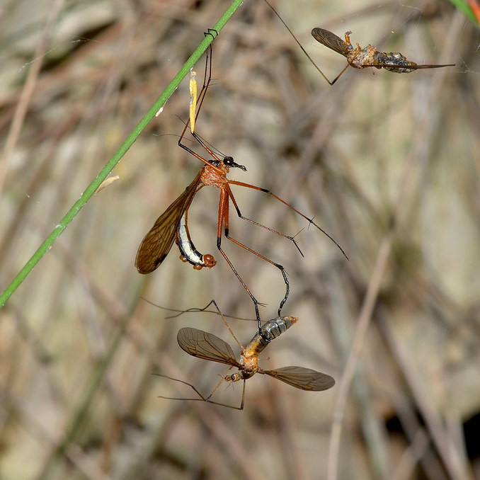 Самцы каких насекомых воруют свадебные подарки у других самцов, мимикрируя под самку?