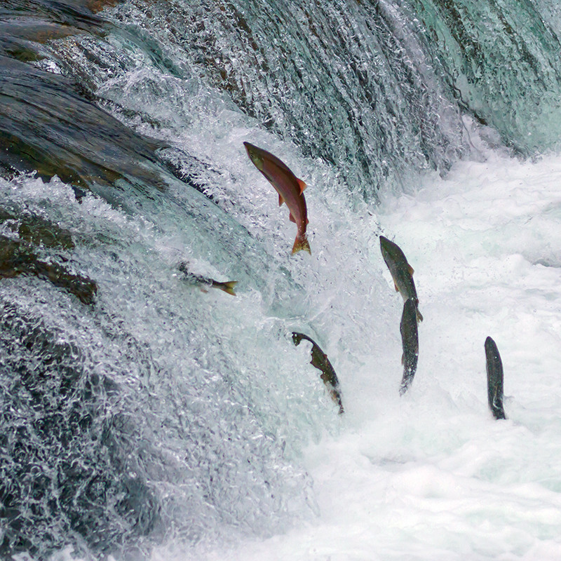 Насколько сложно рыбам плыть против течения?