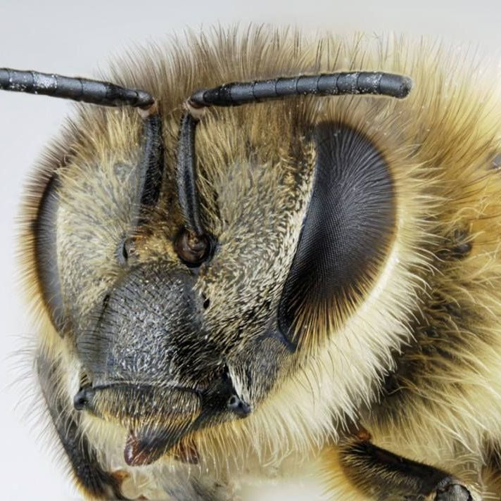 У каких насекомых на глазах растут волосы?