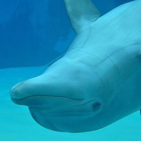 Как дельфины решают проблему дыхания атмосферным кислородом во время сна?