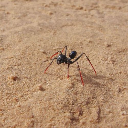 Где обитают муравьи, которые умеют считать количество пройденных шагов?