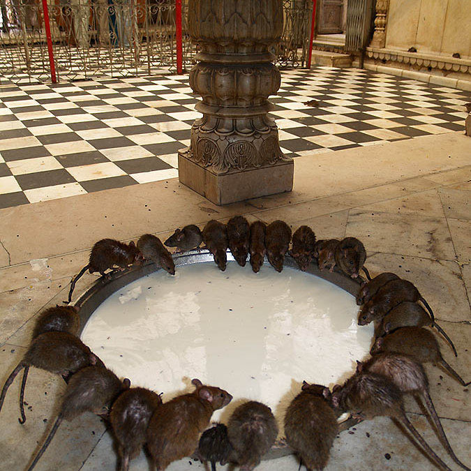В каком храме поклоняются крысам, которых здесь насчитывается более 20 тысяч?
