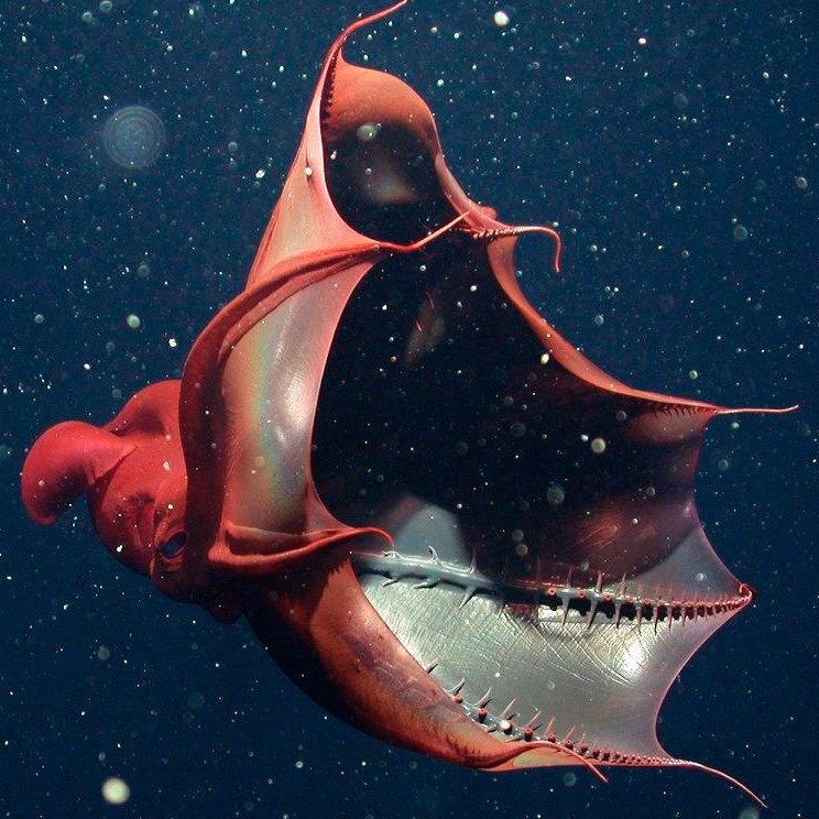 Чем пугает хищников глубоководный моллюск адский вампир?