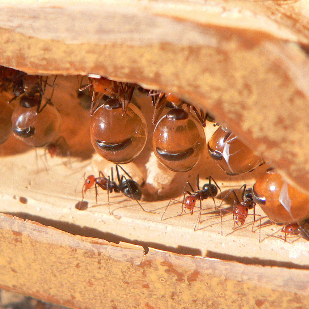 Какие насекомые умеют запасать мёд в сильно растягивающихся желудках для своих сородичей?