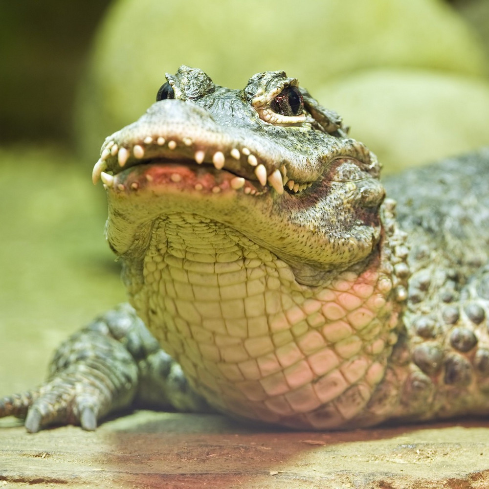 Где крокодилов использовали для охраны дома вместо собак?