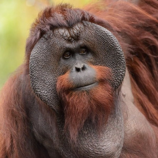 Самцы каких приматов могут задерживать собственного половое созревание более чем на десять лет?