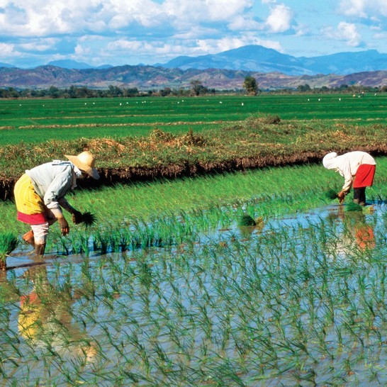 Почему рис выращивают на затапливаемых полях?