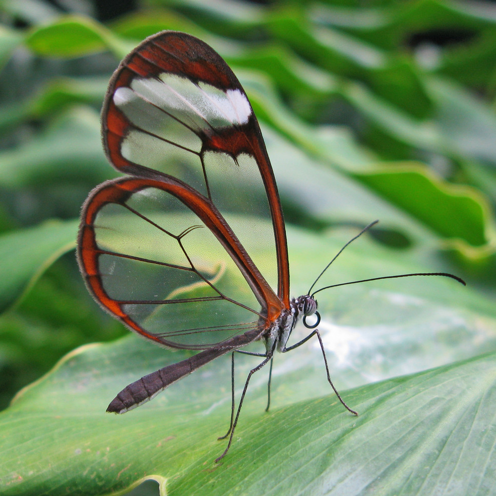 У какой бабочки прозрачные крылья?