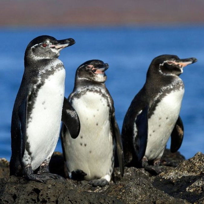Какие пингвины круглый год живут при температуре выше 20 °C?
